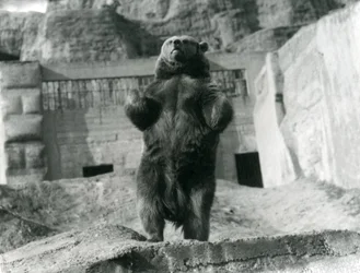 Ein Braunbär steht aufrecht auf seinen Hinterbeinen, Mappin Terraces, London Zoo, August 1921